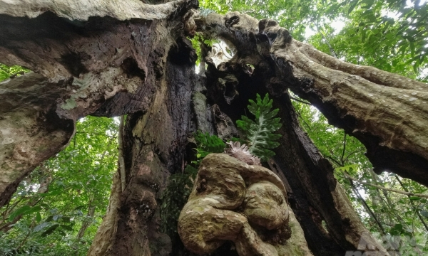 Amazing giant old trees at Cat Tien National Park