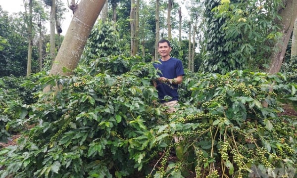 Agroforestry coffee cultivation: A strategy to prevent deforestation