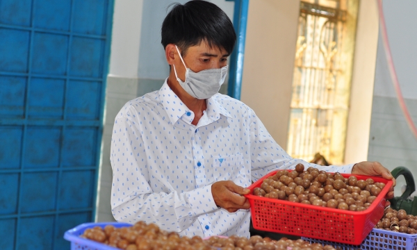 Macadamia in the harvest season, resulting in high profit