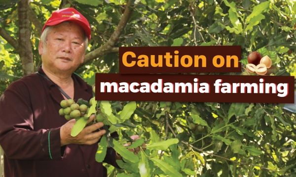 Yen Bai follows 'slow but sure' policy in macadamia planting