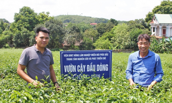 New tea varieties: Significant increase in per year value