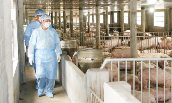 Disease-free livestock areas are crucial for meat export