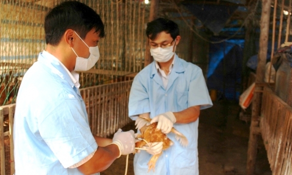 Binh Dinh province to deploy vaccination on poultry flocks