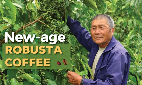 Open opportunities for Robusta coffee growers