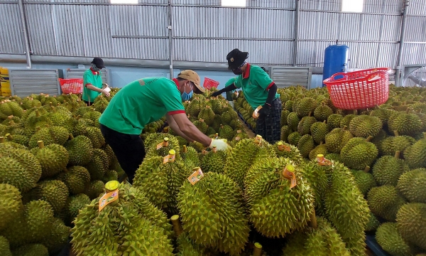 Dak Lak’s export durians will be inspected on-site