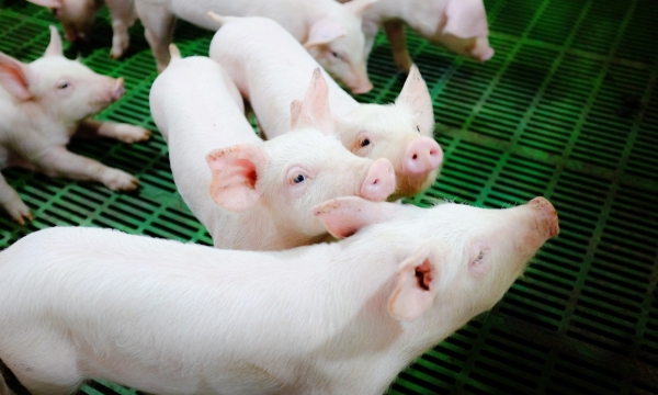 Hoa Phat's output of commercial pigs and breeding pigs exceeds 200,000 heads