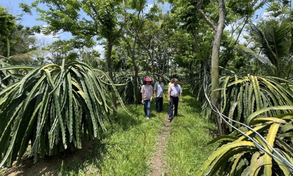 Binh Thuan develops a ‘green’ dragon fruit chain