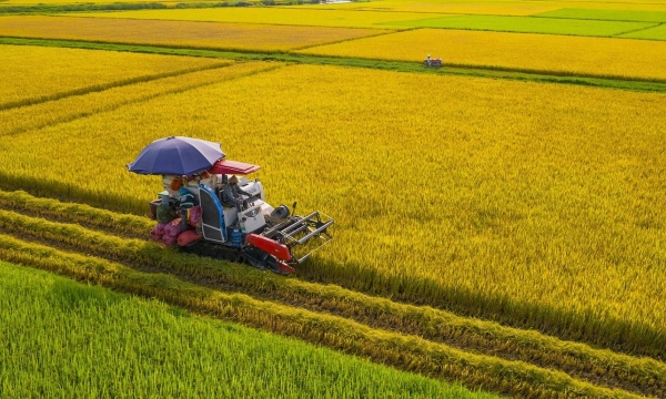 Rice: A bright spot in the economic picture in the first seven months of the year