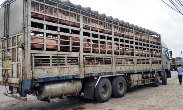 Tighten control of smuggled livestock and poultry