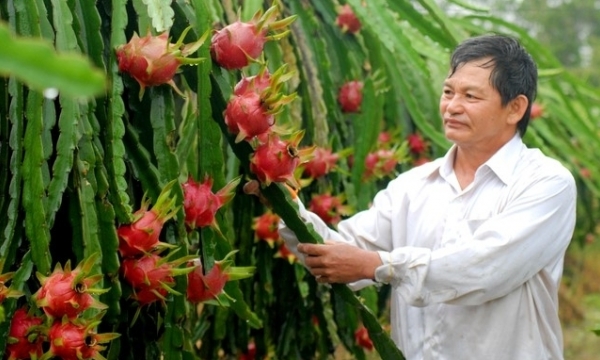 Mekong Delta region: Dynamic innovation in the agriculture sector