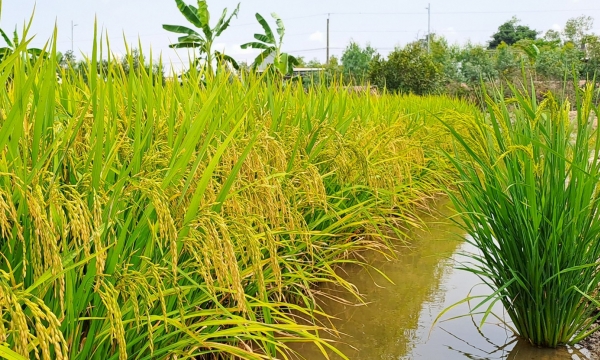 Seizing the opportunity to boost Vietnamese rice exports to the UK