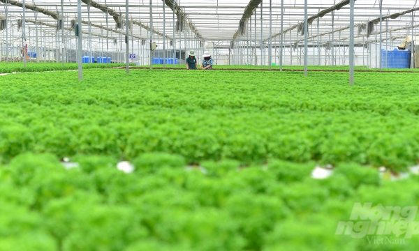 Hydroponic production to ‘eat clean, live healthy’