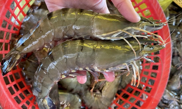 Vietnam needs to restore the prominence of whiteleg shrimp