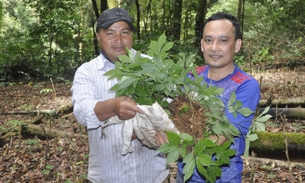 Granting geographical indication for Ngoc Linh ginseng