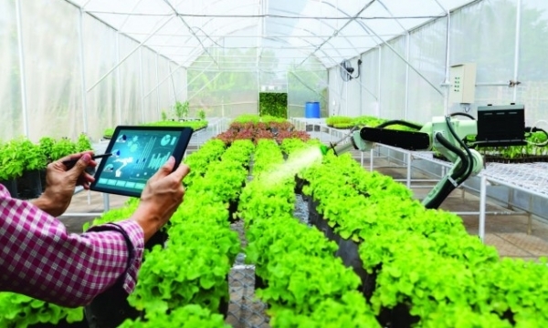 Digital technology in fruit production and export