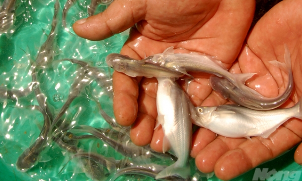 Every year, An Giang 'produces' 12 billion pangasius fingerlings