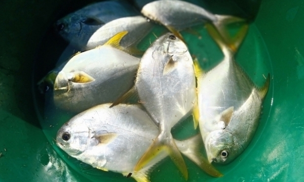 Raising yellowfin pompano with VietGAP standard