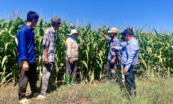 Ninh Thuan expands biomass maize cultivation