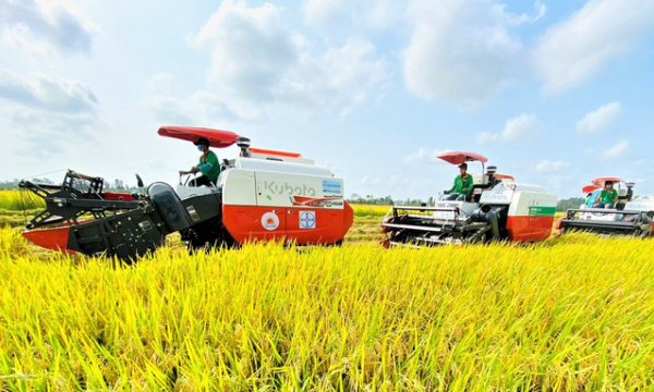 The hundred-year journey of Vietnam’s rice