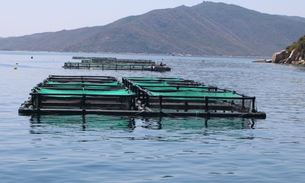 Industrial marine farming ensures production conditions and output