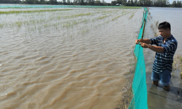 Fish farming in rice fields associated with community linkage: Double the benefit
