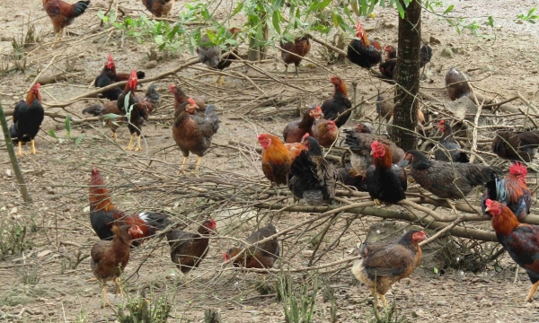 Raising chicken on the hill ‘meets trouble’ with the Law on Forestry