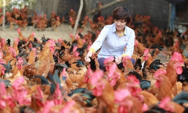 Prioritizing vaccination for 1-day-old chickens, Luong Hue JSC lowers risks for partners