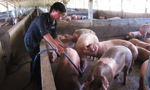 A solid veterinary system is the key to the development of the livestock industry