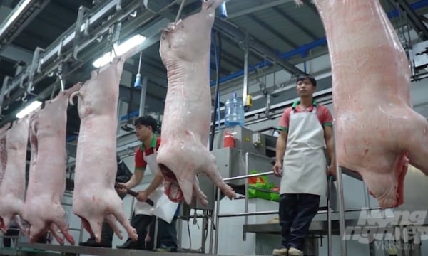 Dong Nai strives to put animal slaughter in order: A push for centralized slaughterhouse