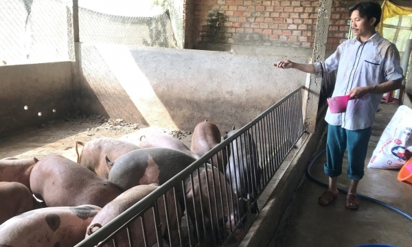 Avoiding African swine fever thanks to bio-safe livestock farming