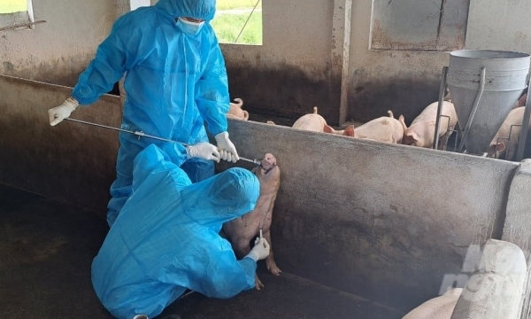 Thanh Hoa ready to respond to African swine fever outbreaks