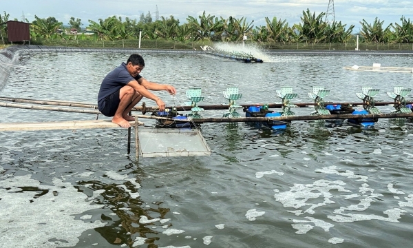 Disease prevention in aquaculture turns for the better: Ha Tinh takes the initiative in disease monitoring