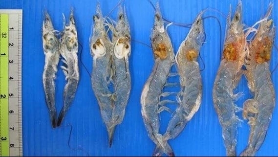 The rate of EHP infection in shrimp hatcheries is rising high