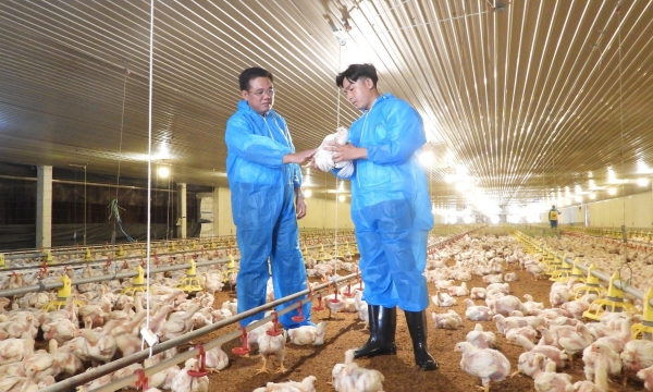 Disease safety in livestock farming is the way: Phu Giao rises to the top