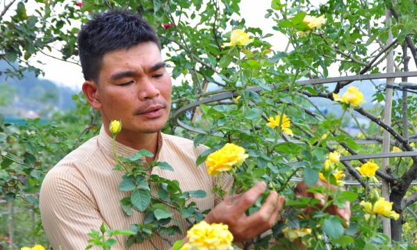 Vườn hoa hồng cổ tiền tỷ của nông dân ở Lâm Đồng