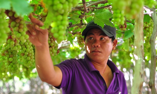 Ninh Thuận: Cần tạo điều kiện cho xe vận chuyển nông sản, hàng hóa