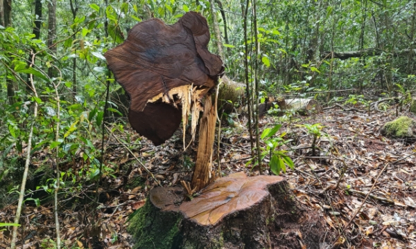 Điều tra vụ phá rừng dổi quy mô lớn ở Lâm Đồng