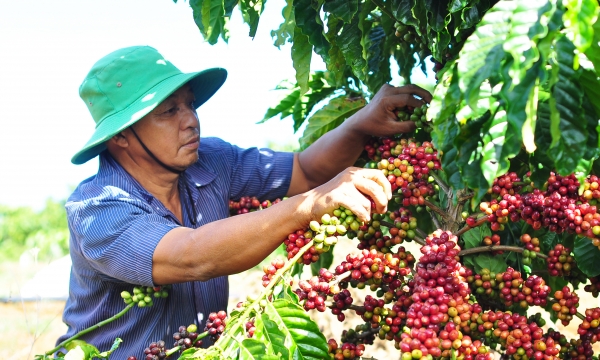 Coffee growers participating in the VnSAT project wish to cooperate with many large enterprises