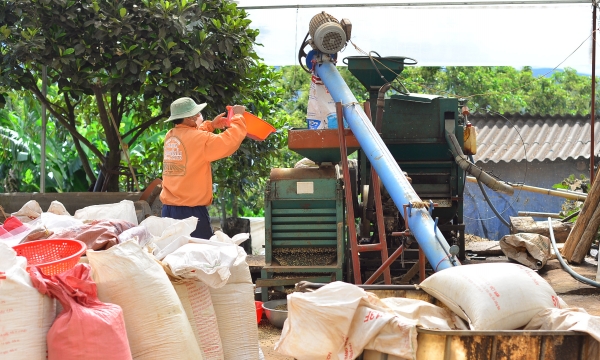VnSAT supports cooperative in producing clean coffee