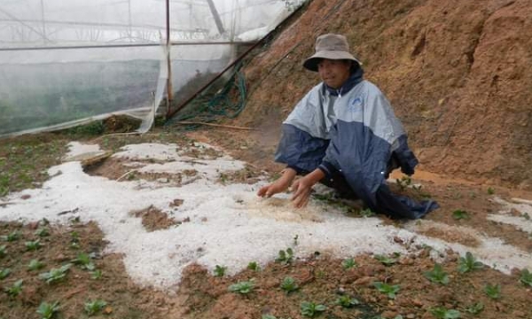 Lâm Đồng: Nhiều diện tích cây trồng bị hư hại do mưa đá