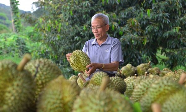 ‘Thủ phủ’ sầu riêng Lâm Đồng vào vụ thu hoạch, xuất khẩu