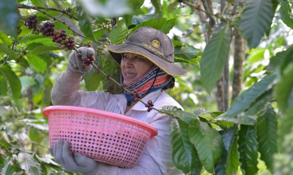 Organic coffee harvested at the appropriate ripeness ratio, doubling the price