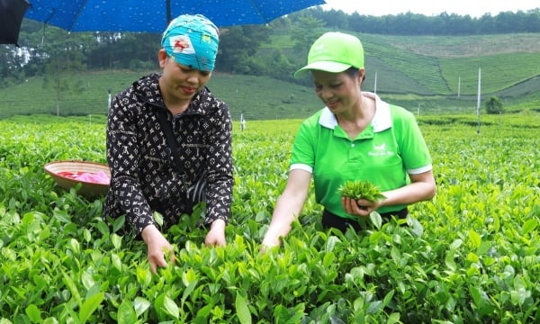 Looking for the 'golden hand' of tea land