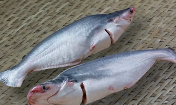 4 companies exporting pangasius to the US under no anti-dumping tax