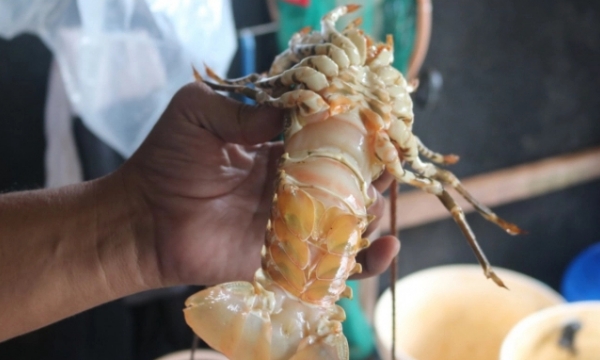 Export met difficulties, lobster prices fall