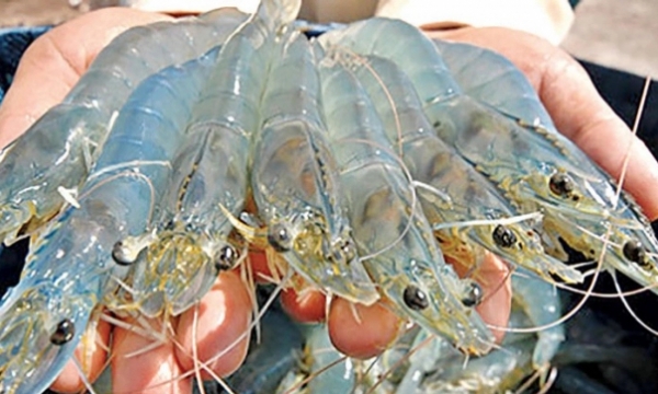 Shrimp export in the first quarter reached nearly $1 billion