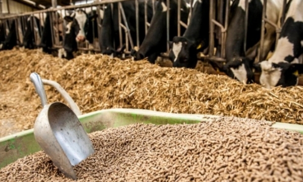 Export of animal feed to the US increased sharply