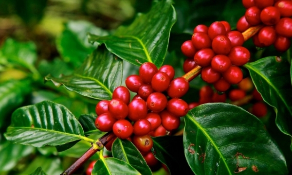 Coffee export reached a record high.