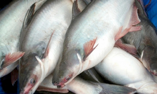 Vietnam’s pangasius slowly occupy market share of Canada's whitefish