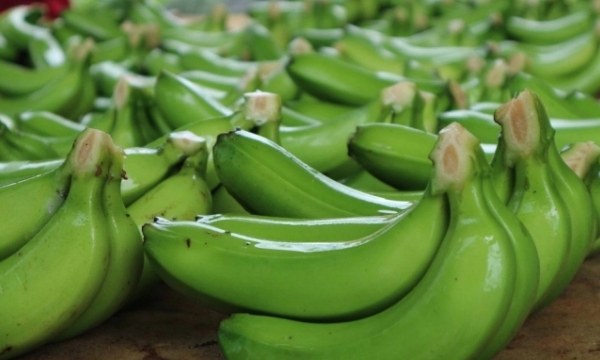 Vietnam's bananas import into Japan rose sharply despite high price